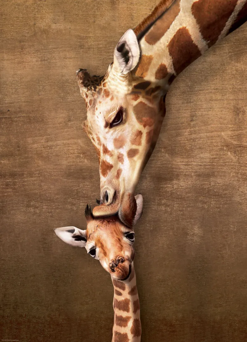 La maman girafe et son girafon