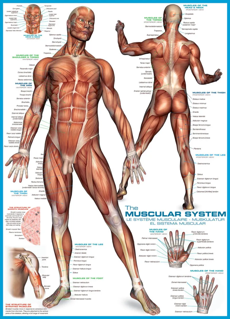 Système musculaire