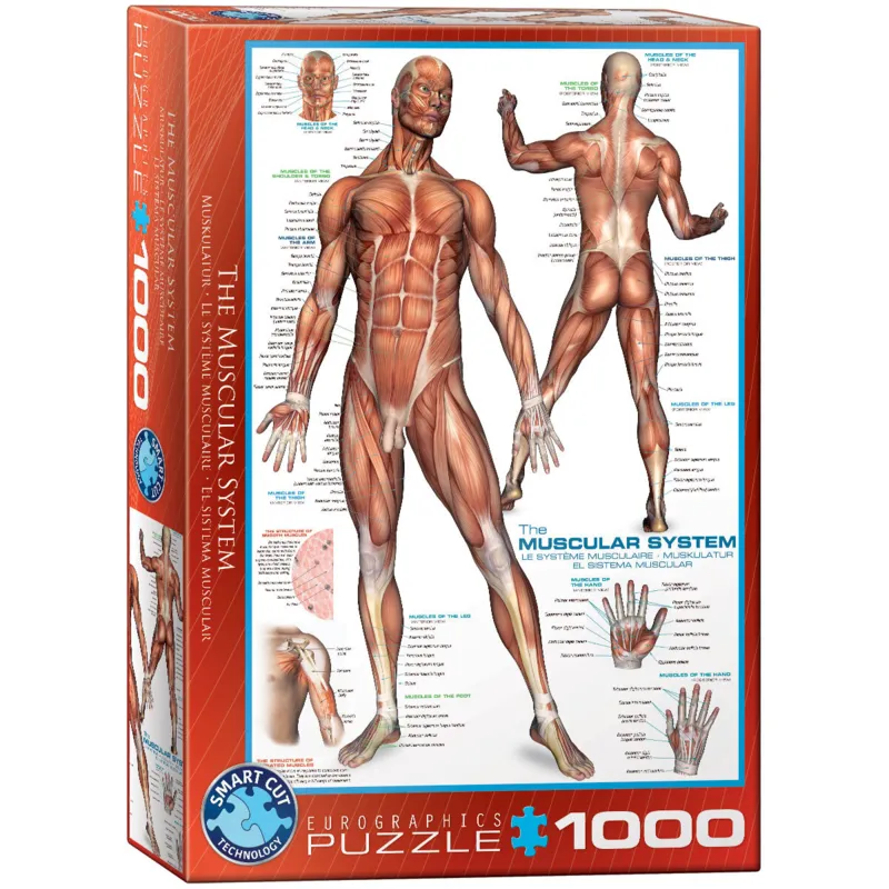 Système musculaire