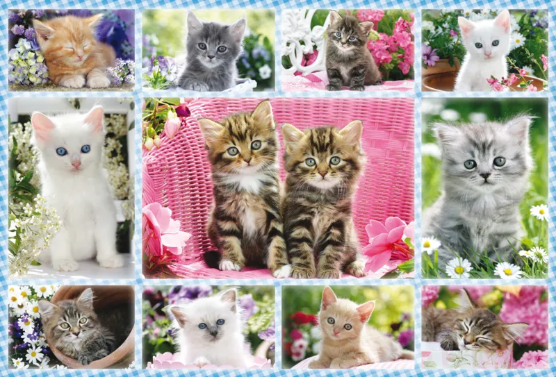 Chatons