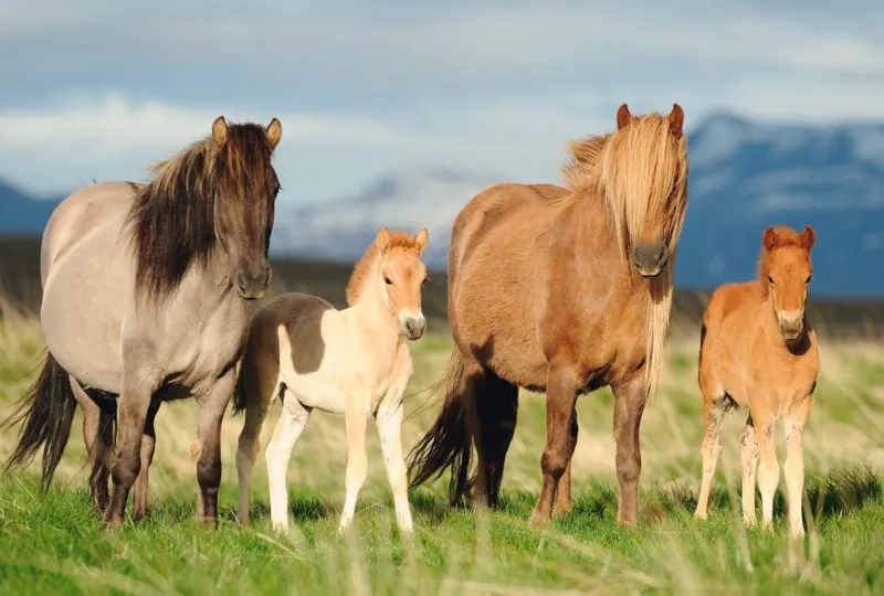 Famille de Chevaux