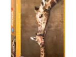 La maman girafe et son girafon