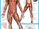 Système musculaire