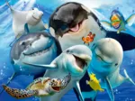 Amis Marins