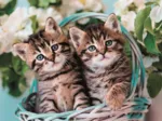 Mignons Chatons Jumaux